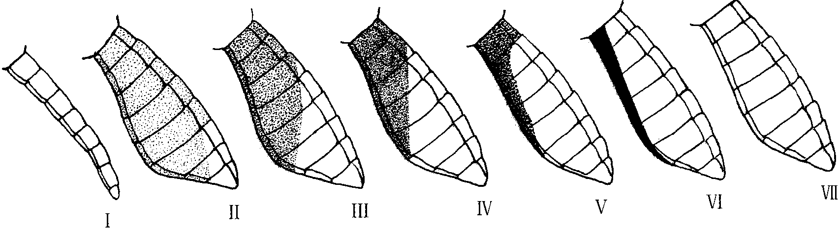 五、生殖營養(yǎng)環(huán)